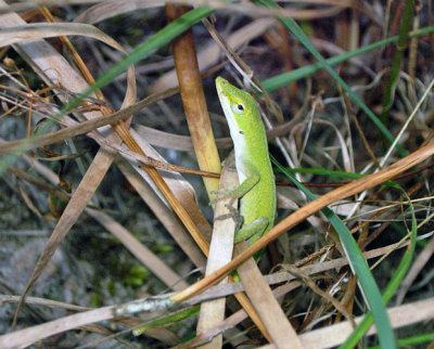 Green Anole