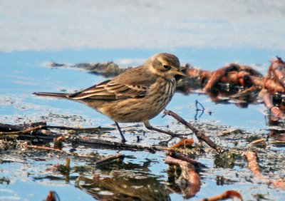 American Pipit