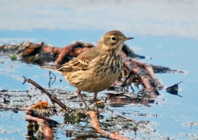 American Pipit