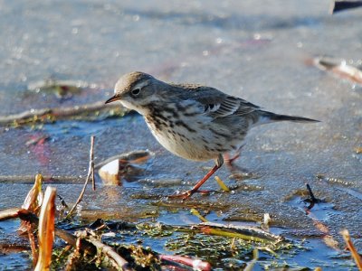 American Pipit