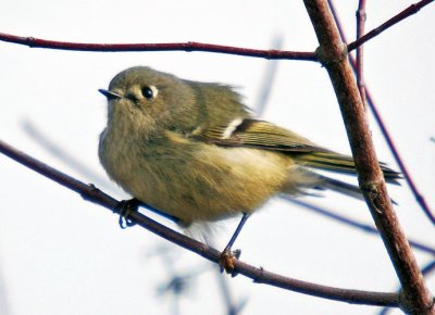 Ruby-crowned Kinglet