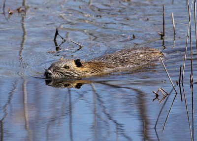 Nutria