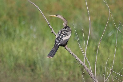 Anhinga
