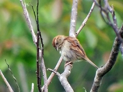 Bachmans Sparrow