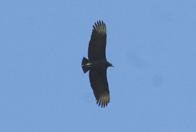 Black Vulture