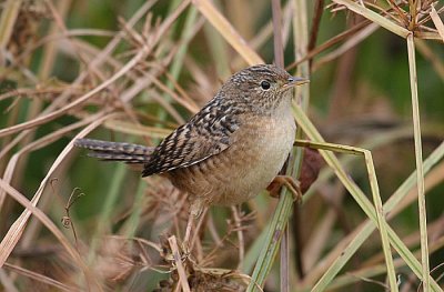 Sedge Wren