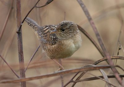 Sedge Wren