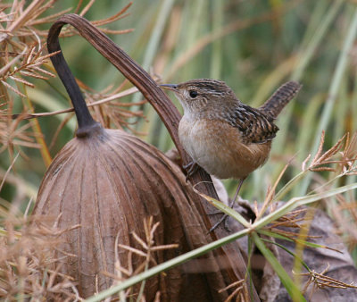 Sedge Wren