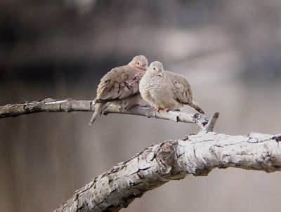 Common Ground Doves