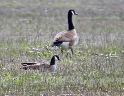 Cackling Goose with Canada Goose (Giant race)