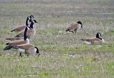 Canada Geese (Giant race)
