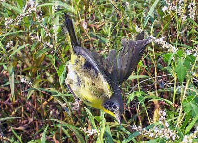 Common Yellowthroat Caught in Spider Web