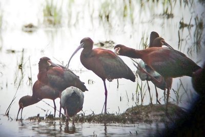 Glossy Ibis