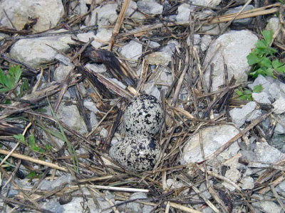 Killdeer Nest