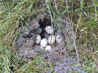 Mallard's Nest
