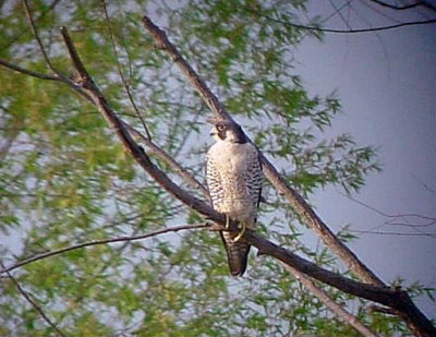Peregrine Falcon
