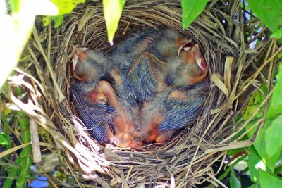 Red-winged Blackbird Nestlings