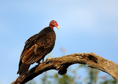 Turkey Vulture