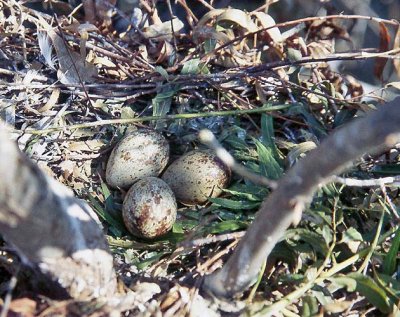 White Ibis Nest
