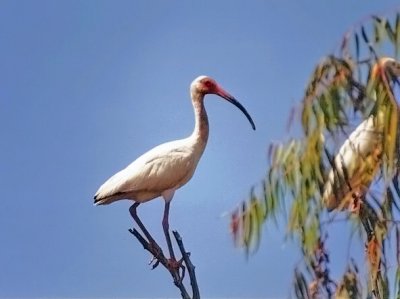 White Ibis