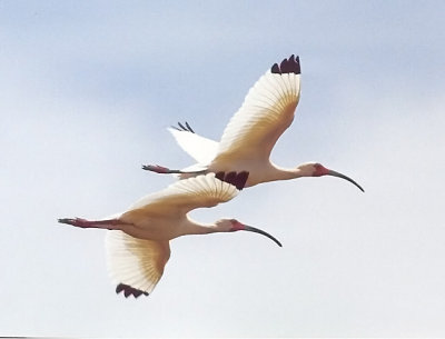 White Ibis