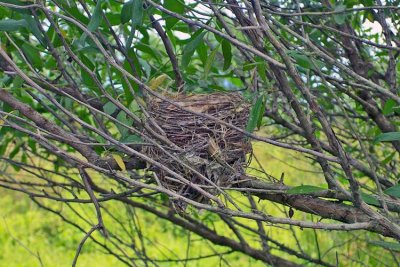 Willow Flycatcher's Nest