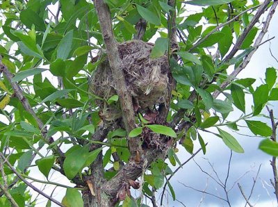 Willow Flycatcher's Nest