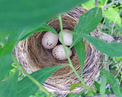 Willow Flycatcher's Nest
