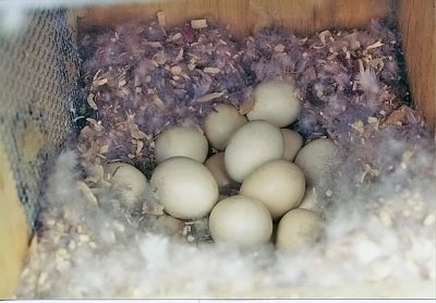 Wood Duck Eggs