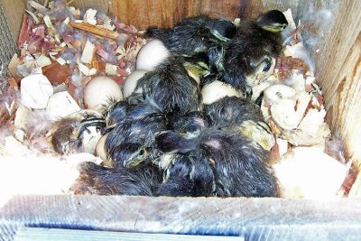 Wood Duck Hatchlings
