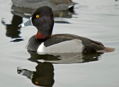 Ring-necked Duck