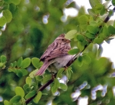 Clay-colored Sparrow