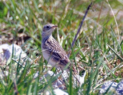 Sprague's Pipit