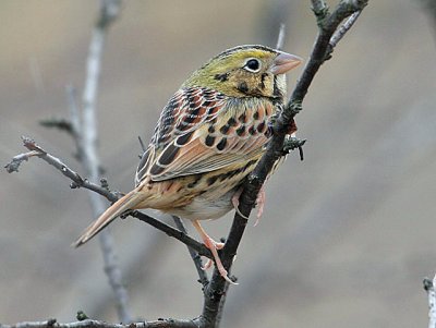 Henslow's Sparrow