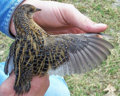 Yellow Rail