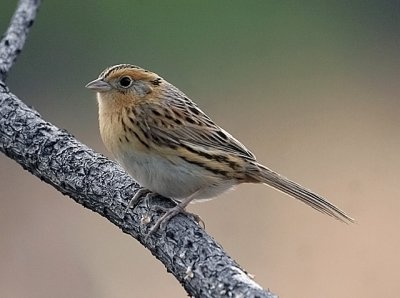 LeConte's Sparrow