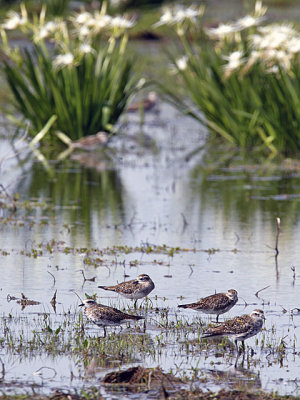 American Golden Plovers