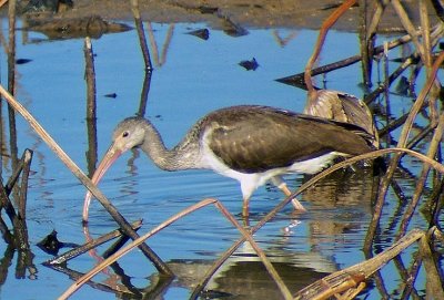 White Ibis