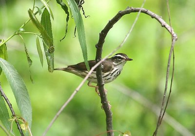 Louisiana Waterthrush