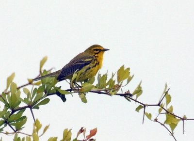 Prairie Warbler