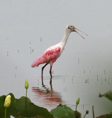 Roseate Spoonbills