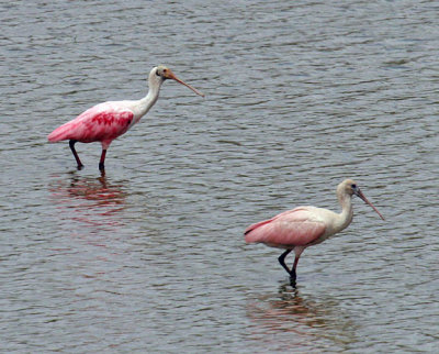 Roseate Spoonbills
