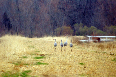 Sandhill Cranes