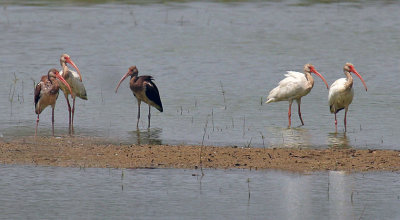 White Ibis