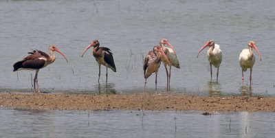White Ibis