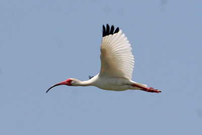 White Ibis