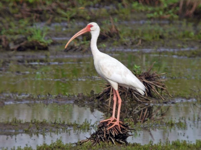 White Ibis