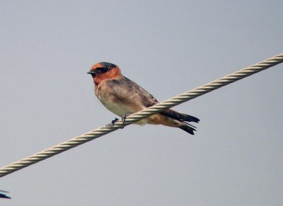 Unusual Petrochelidon Swallow