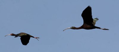 White-faced Ibis and Glossy Ibis
