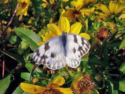 Checkered White